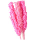 Preserve Sorghum | 70 CM Pink Dried Flower